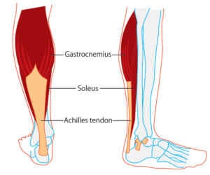 WHY ARE CALF MUSCLES IMPORTANT?