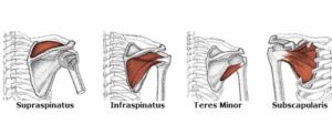 Diagram of the four shoulder muscles that make up the rotator cuff